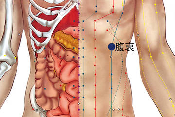 腹哀穴.jpg