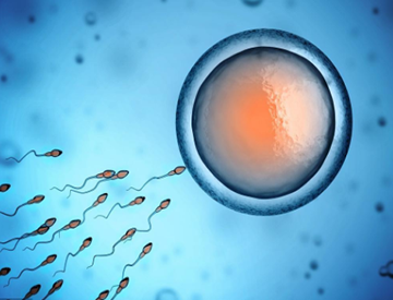 备孕期如何保证卵子质量