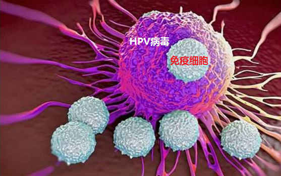 HPV2.jpg