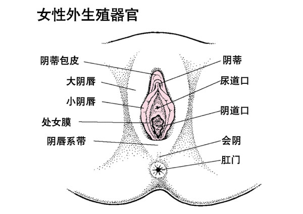 女性生殖系统的内生殖器官