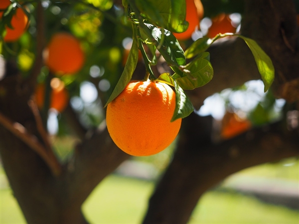 橘子吃多了会患上橘黄症