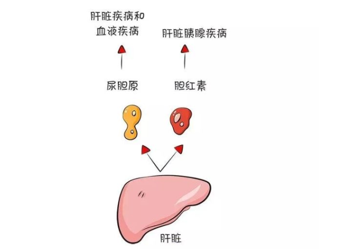 尿胆原与肝脏
