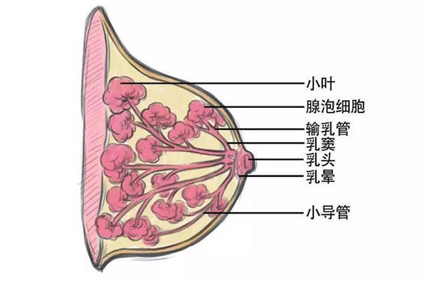 乳腺结构