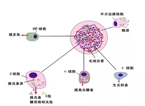 葡萄糖生成过多