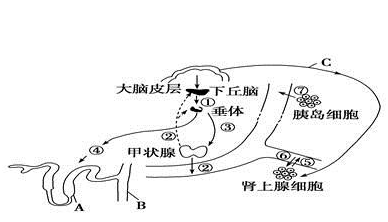 肾上腺素分泌