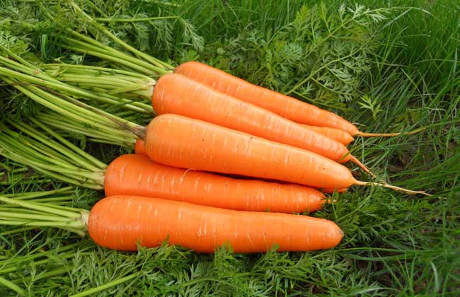 胡萝卜改善胆固醇