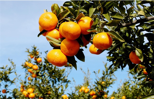 柑橘预防心脑血管疾病