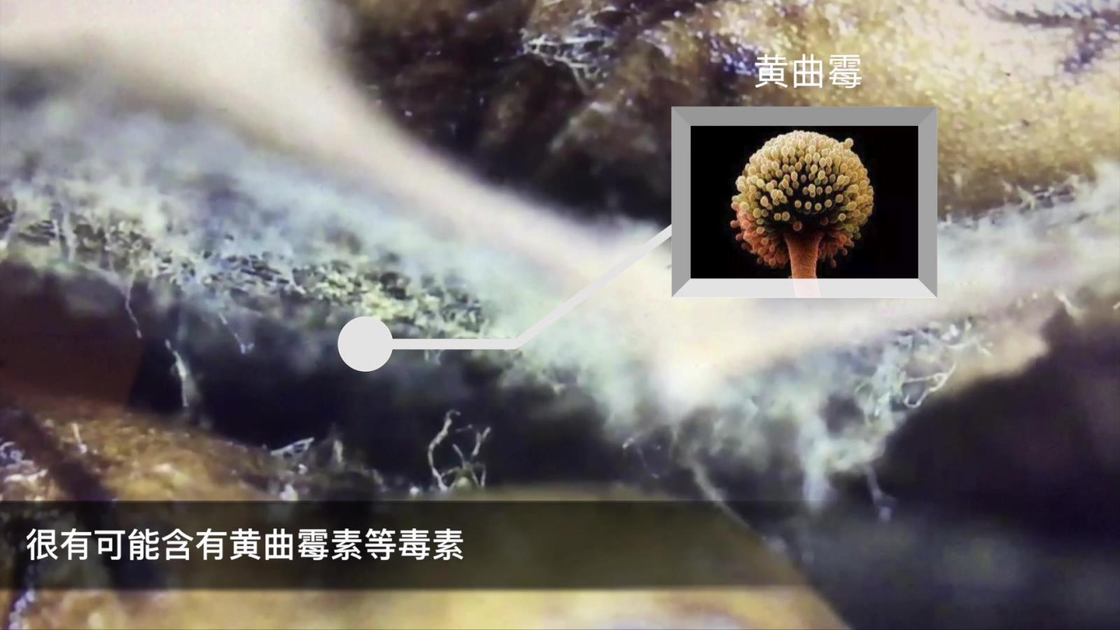 发霉的锅上含有黄曲霉素