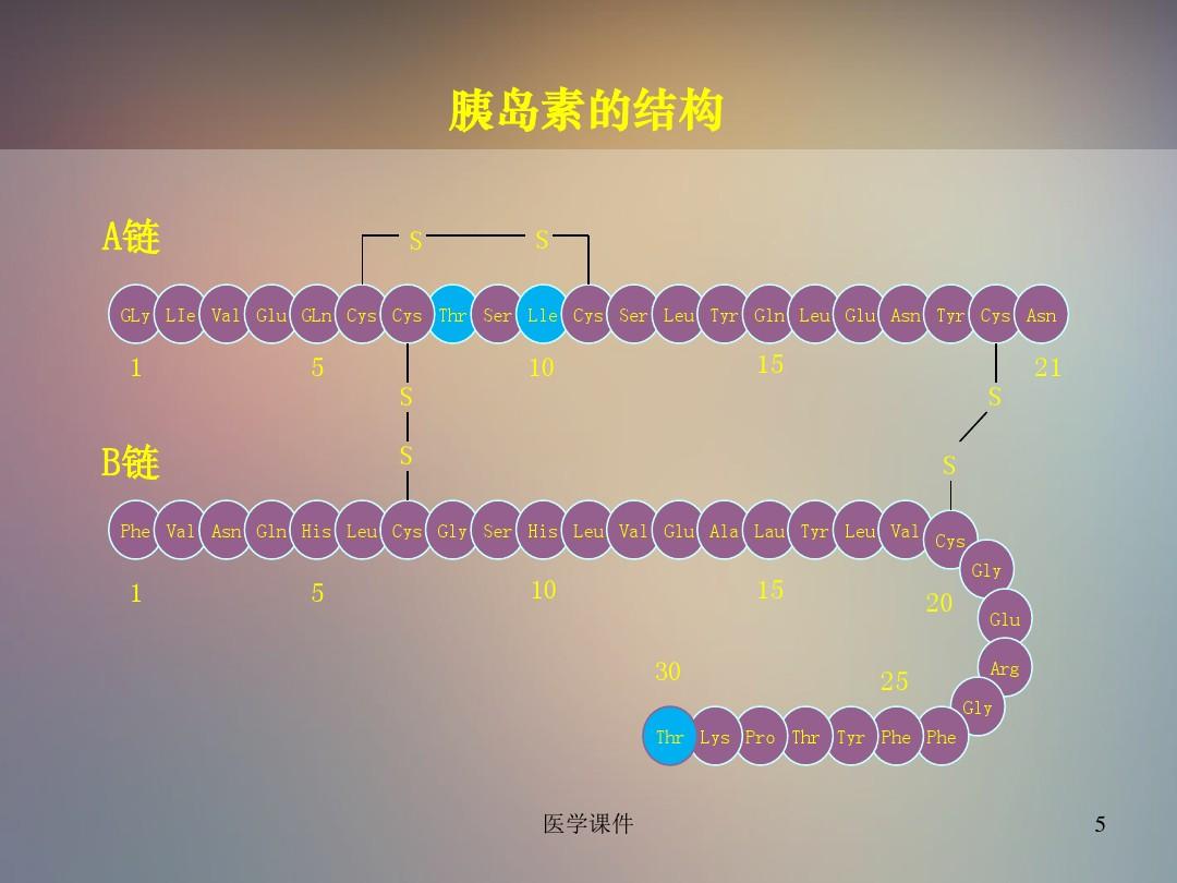 胰岛素结构