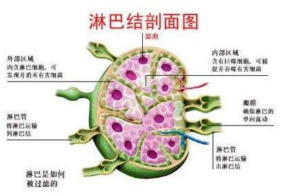 淋巴结