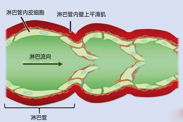 淋巴与淋巴结