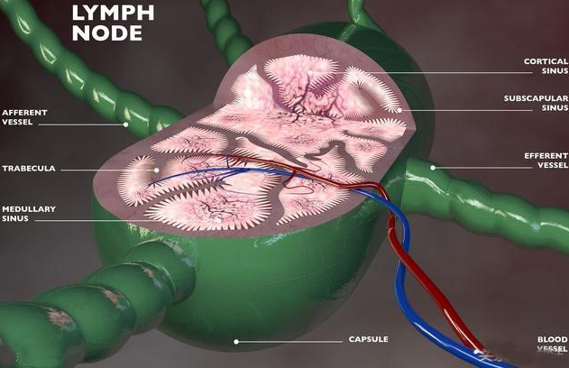 淋巴与淋巴结的作用