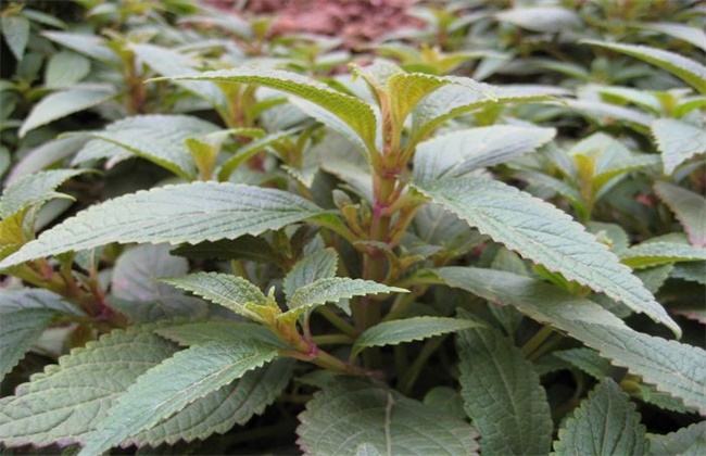 溪黄草茶可以防癌抗癌