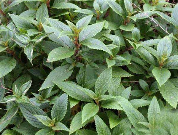 溪黄草茶可以消炎