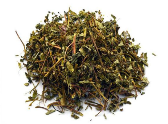 珍珠草