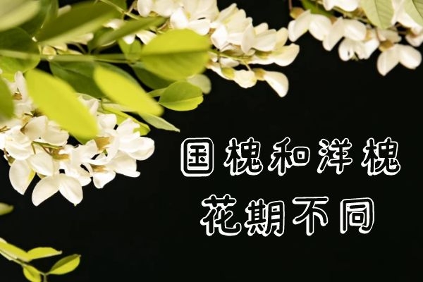 花期不同