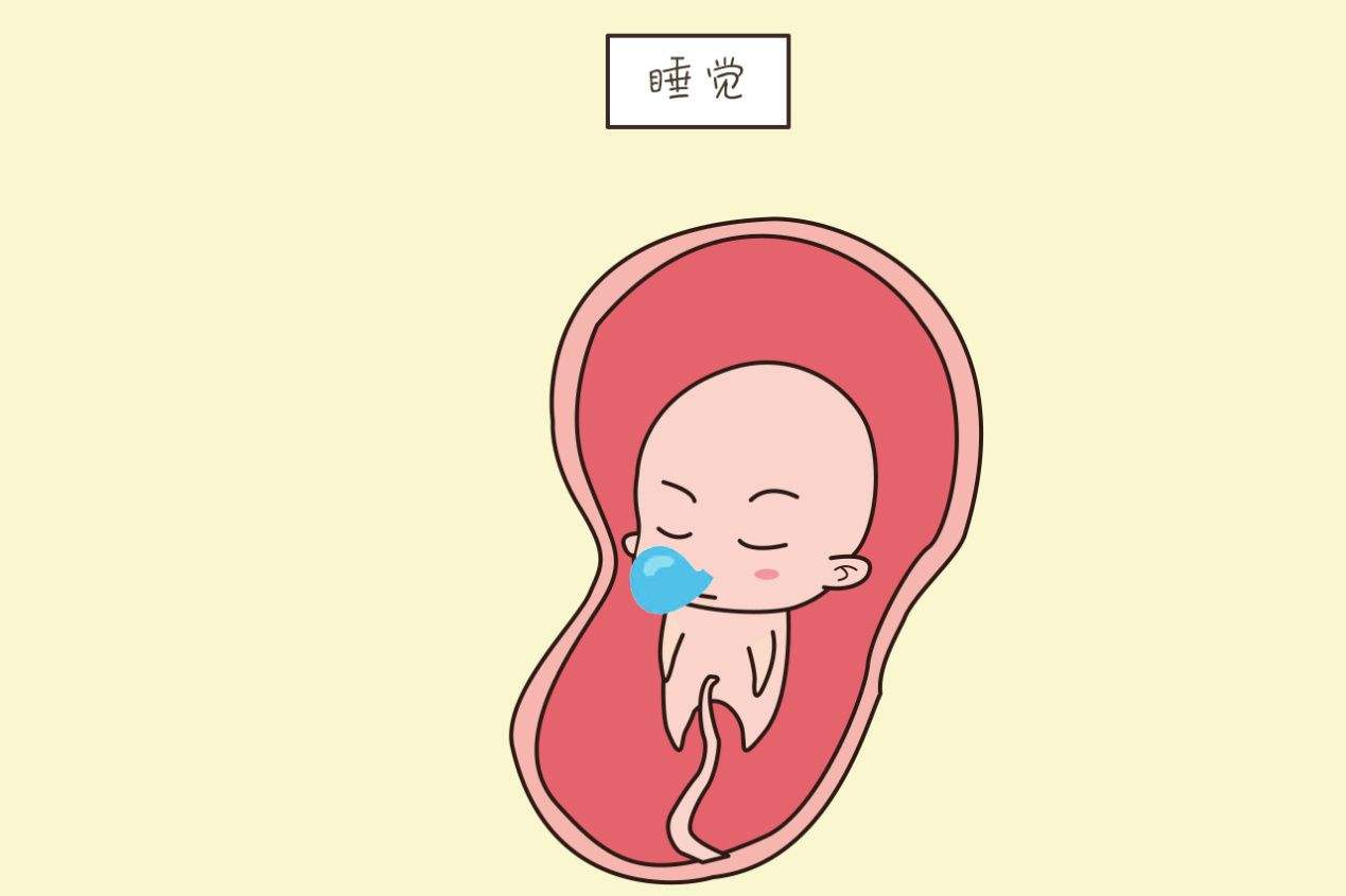 胎儿