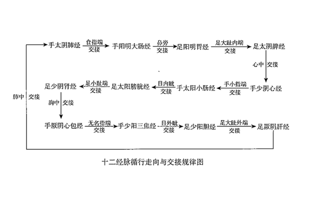 十二经脉的循行走向和交接规律